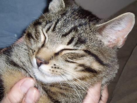 Blanding af racer Puttemand - Jeg sover ikke.. jeg lader bare som om.. billede 5