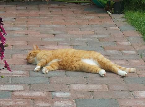 Blanding af racer Miv billede 7