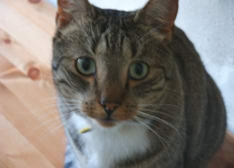 Blanding af racer Djenghis Khan - Lidt uskarpt nærbillede. Men man kan da se de fine symmetriske ansigtstegninger. billede 3