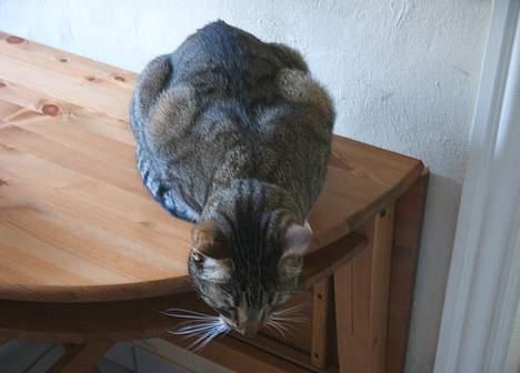 Blanding af racer Djenghis Khan - Khimari tosser rundt under bordet. billede 4