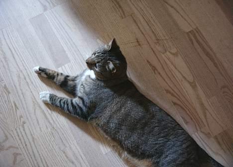 Blanding af racer Djenghis Khan - På gulvet i sin yndlingsstilling, sådan lidt på siden. billede 5