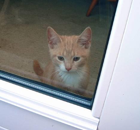 Blanding af racer Milo - Er jeg ikke køn? billede 1