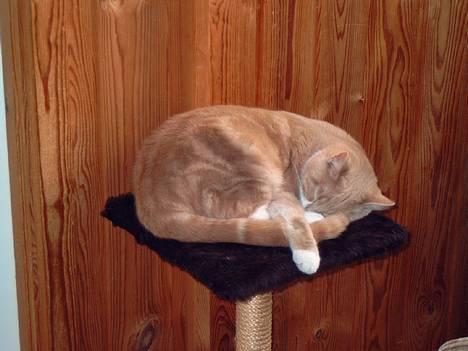 Blanding af racer Milo billede 2