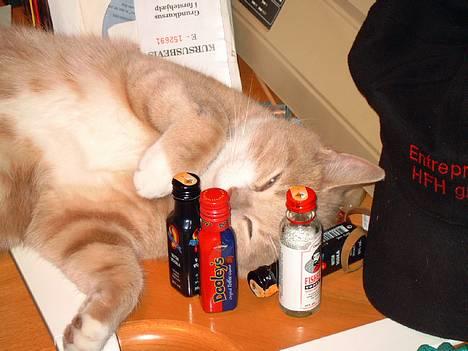 Blanding af racer Milo - Er du fuld Milo? ;o) billede 3