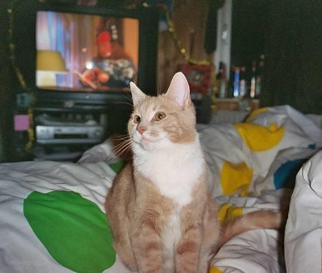 Blanding af racer Milo - Stoooore missekat ;o) (januar 2005) billede 4