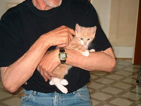 Blanding af racer Milo billede 5