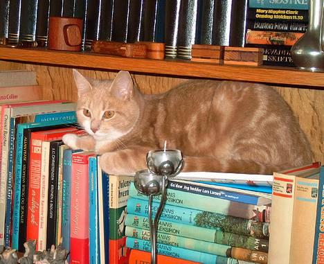 Blanding af racer Milo - Hmm, Milo... må du godt ligge der? billede 6