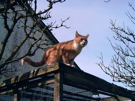 Blanding af racer Milo - Marts 2005 billede 7