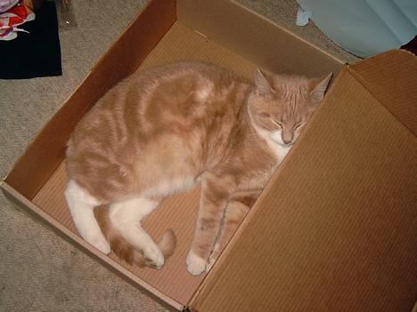 Blanding af racer Milo - Fra julen 2004 - kasser er nu dejlige at sove i billede 8