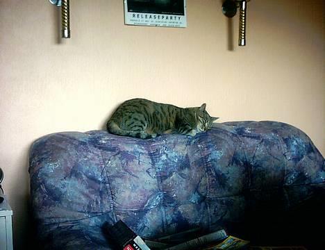 Europé Spjæt - Ahhh... Ligger lige og flader ud. billede 1