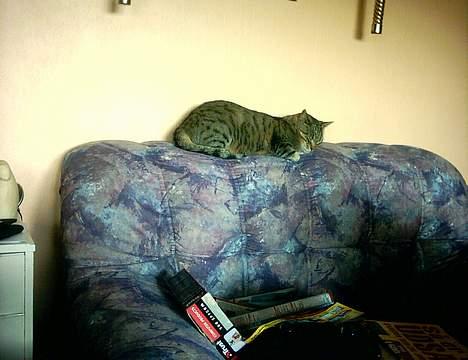 Europé Spjæt - Uhmmmmmm, det er bare livet det her. billede 2