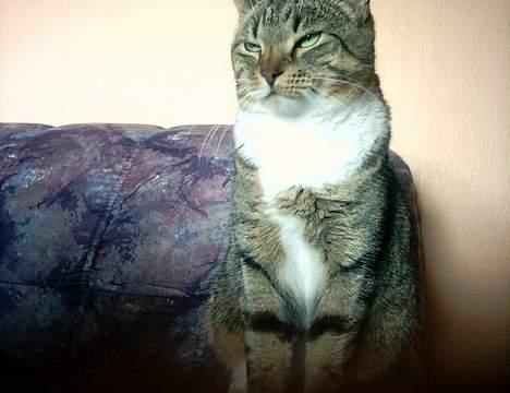 Europé Spjæt - Spjæt spejder stolt ud over sit harmoniske hjem. billede 3