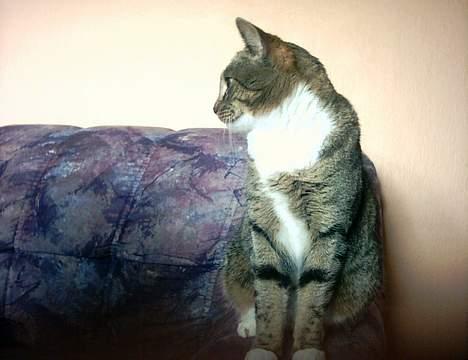 Europé Spjæt - Spjæt i profil. billede 4