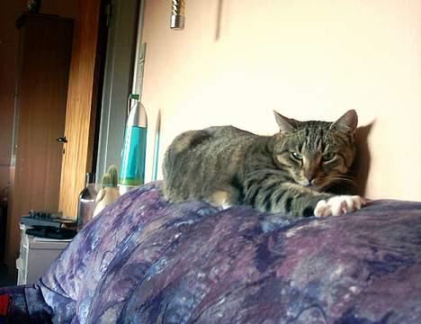 Europé Spjæt - *rrrRRRRRRRRrrrrrr*... Harj billede 5