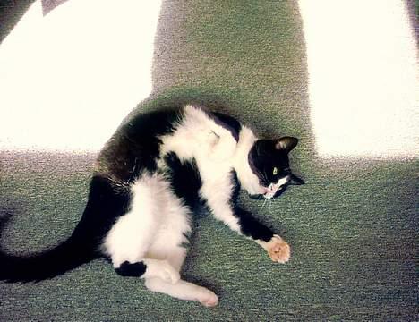 Blanding af racer Bølle - En lille vridetur skader ikke. billede 5