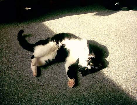 Blanding af racer Bølle - Juhuuu, jeg fandt solen... *rrrRRRRRRRrrrrRRRRR* billede 6