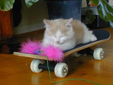 Blanding af racer Bell - her ser i så lille Bell der har lånt min kusines skatebort.... hehe.. :-) billede 1