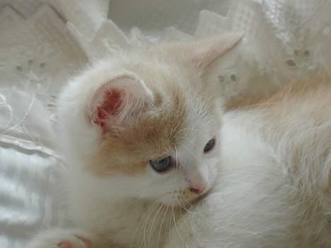 Blanding af racer Bell - her ligger han så i min mors seng og slapper lidt af.. billede 2