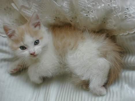 Blanding af racer Bell - "gå nu jeg vil altså sove!" billede 3