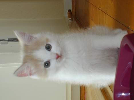 Blanding af racer Bell - :-) billede 4