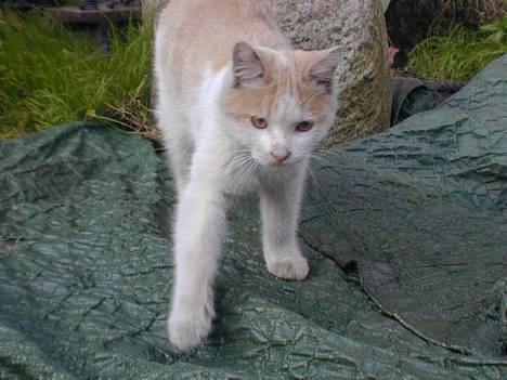 Blanding af racer Bell - :-) Bell  billede 5