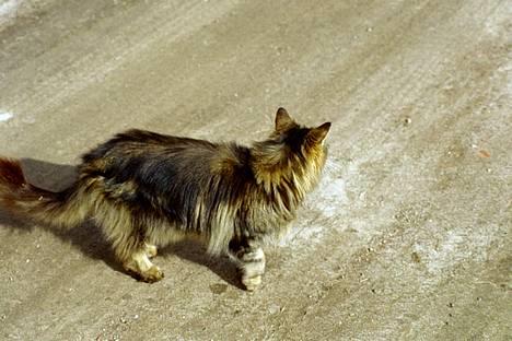 Blanding af racer Mutzi - Det er den vej vi skal med maden billede 4