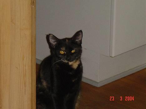 Blanding af racer Mille billede 1