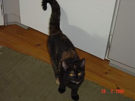 Blanding af racer Mille billede 2