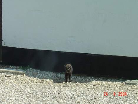 Blanding af racer Mille billede 3