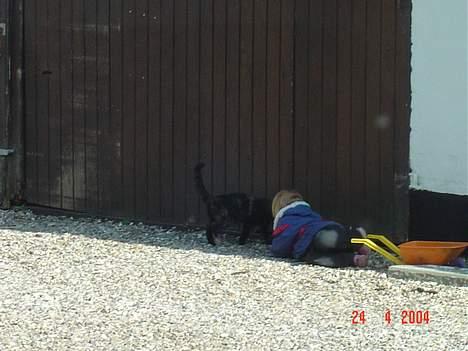 Blanding af racer Mille billede 4