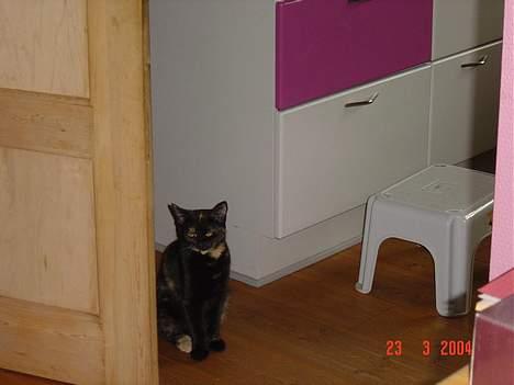 Blanding af racer Mille billede 5