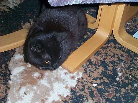 Blanding af racer Bamse - også skal der soves igen billede 6