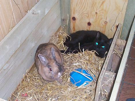 Blanding af racer Bamse - Ja ja en skal joholde øje med kaninen..... og det er så hvor han for det meste sover billede 7