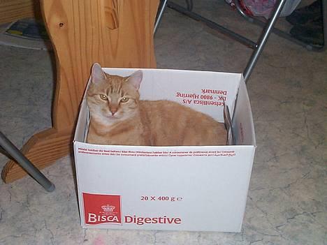 Blanding af racer Oliver - eller måske en papkasse??? billede 7