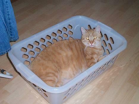 Blanding af racer Oliver - sidst men ikke mindst kan man jo ligge sig i vasketøjs kurven billede 8