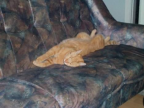 Blanding af racer Oliver - ja der er i hvert fald ingen der skal komme og tage min sofa billede 9