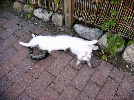 Blanding af racer Emil - han nyder det lige billede 1