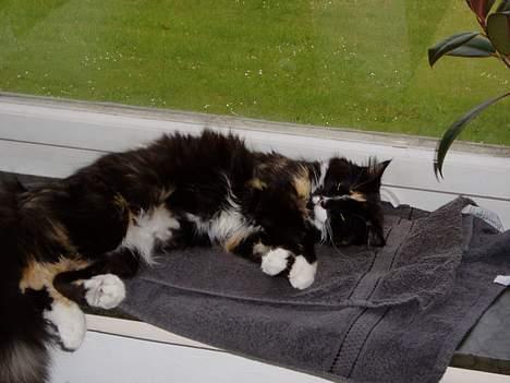 Blanding af racer Nala - Heyyyy... se lige hvor yndig jeg er=) billede 1