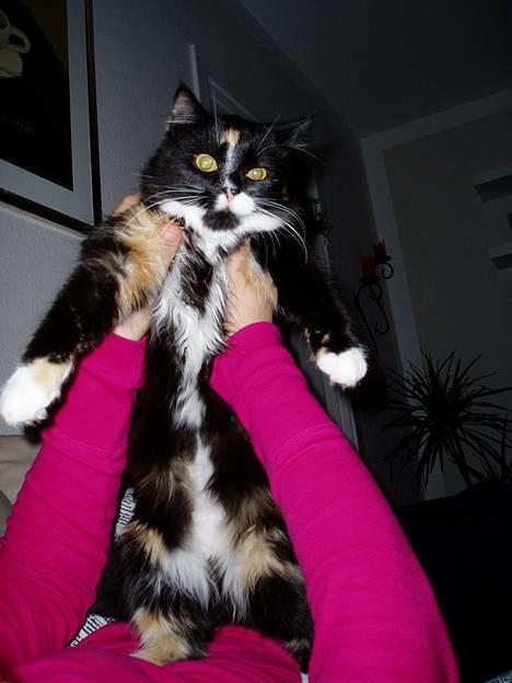 Blanding af racer Nala - Sæt mig venligst ned.. hi hi billede 2