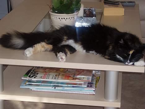 Blanding af racer Nala billede 3