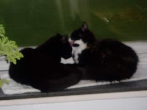 Blanding af racer Nala - Nala og Simba billede 4