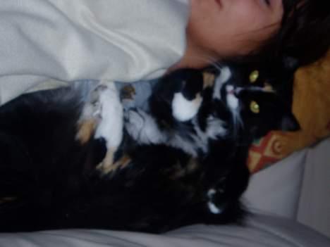 Blanding af racer Nala - mmmm..... putte.. lovely billede 5