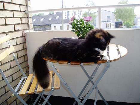 Blanding af racer Nala - Jeg skal nok fange den flue..  hvis jeg bare sidder helt stille!! billede 6