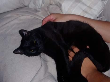 Blanding af racer Simba - mmm... livet er skønt! jeg hedder forresten simba billede 1