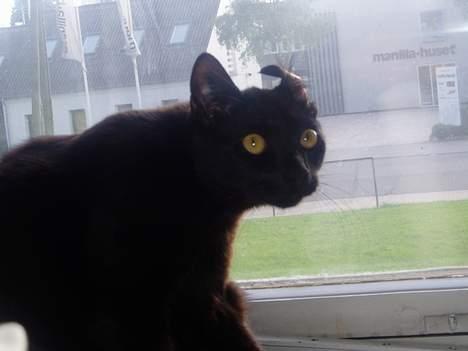 Blanding af racer Simba - av mit øre..HI Hi billede 2