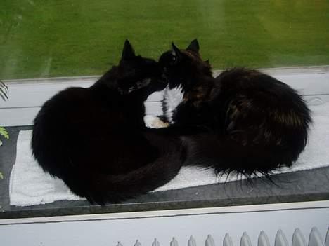 Blanding af racer Simba - Simba og Nala billede 3