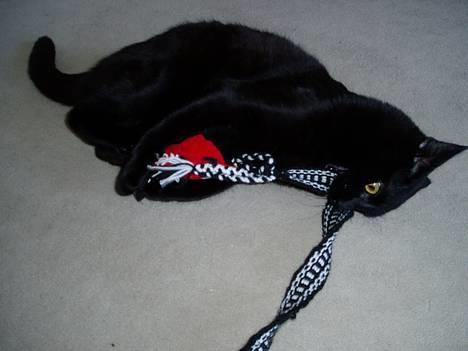 Blanding af racer Simba - mussi skal "dø"=) billede 4