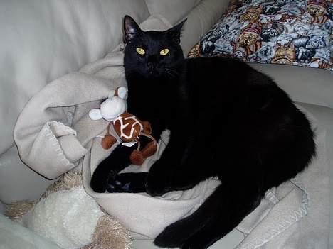 Blanding af racer Simba billede 5