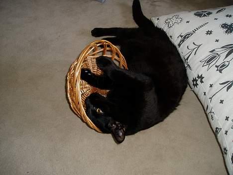 Blanding af racer Simba - Hvorfor kan jeg ikke være i kurven??... billede 6