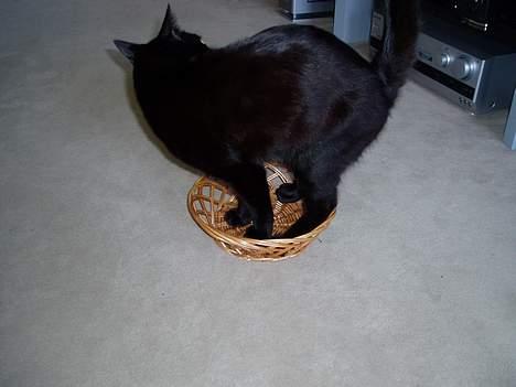 Blanding af racer Simba - ..prøver lige igen... billede 7